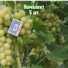 Комплект 5шт / Виноград Золотинка: фото и описание