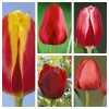 25 луковиц тюльпанов (Доу Джонс, Иль де Франс, Кунг-фу, Паллада, Севелла )