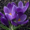 Крокус Крупноцветковый Гранд Мэтр: фото и описание
