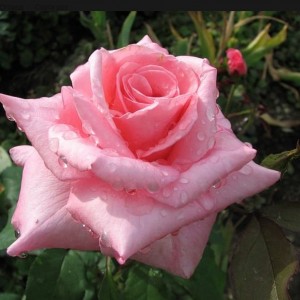 Роза Эйфелевая башня (чайно-гибридная)