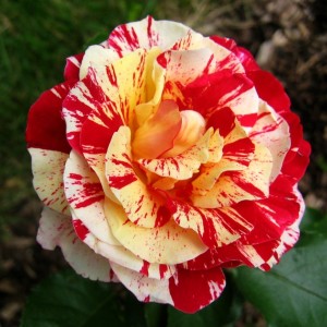 Роза George Burns (кустовая)