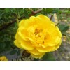 Саженец кустовой розы Пимпринэль (Pimprenelle)