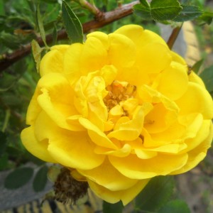 Саженец кустовой розы Пимпринэль (Pimprenelle)