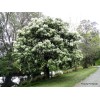 Ясень Белый (40-60 см): фото и описание