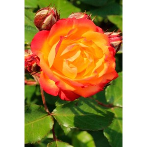 Саженцы штамбовой розы (3 шт. ) Роза Румба (Rumba)