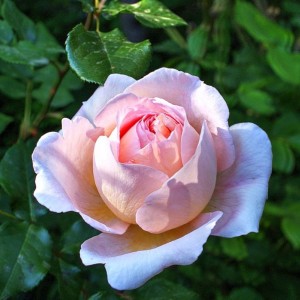 Саженец шраб розы Александр Пушкин (Alexandre Pouchkine)