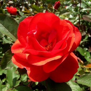 Саженец канадской розы Моден Файрглоу (Morden Fireglow)
