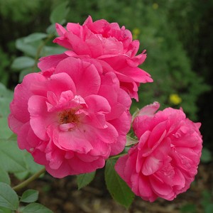 Саженец канадской розы Моден Сентенниал (Morden Centennial)