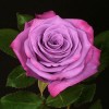 Саженец чайно-гибридной розы МодиБлюз
