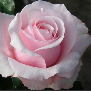 Роза Невеста(чайно-гибридная)