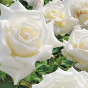Саженец шраб розы Уайт Кристмас (White Christmas)