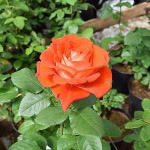 Роза Верано(чайно-гибридная)