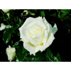 Саженец чайно-гибридной розы Жанна Моро (Jeanne Moreau)