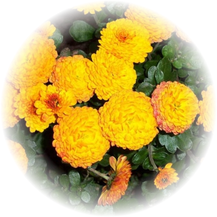 Саженец хризантемы мультифлора Балиос