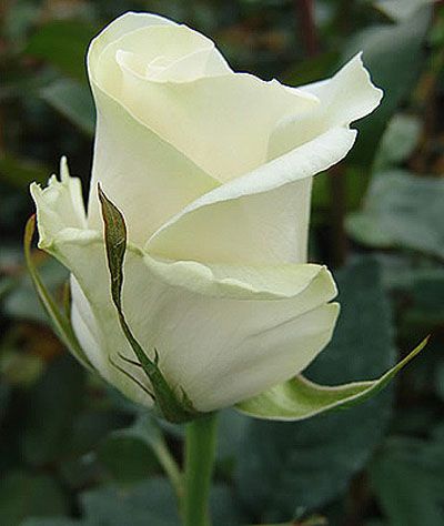 Саженец чайно-гибридной розы Амелия