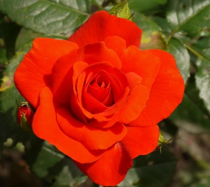 Саженец розы флорибунды Чин-Чин (Chin Chin)