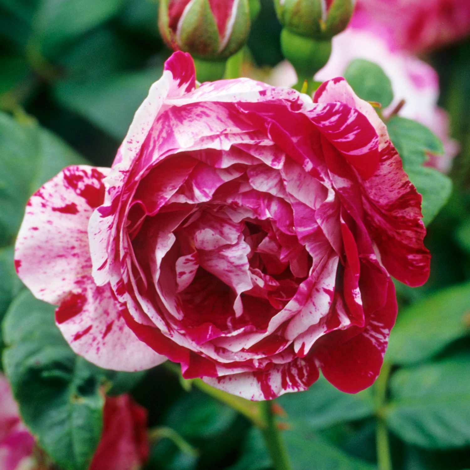 Саженец парковой розы Фердинанд Пишард