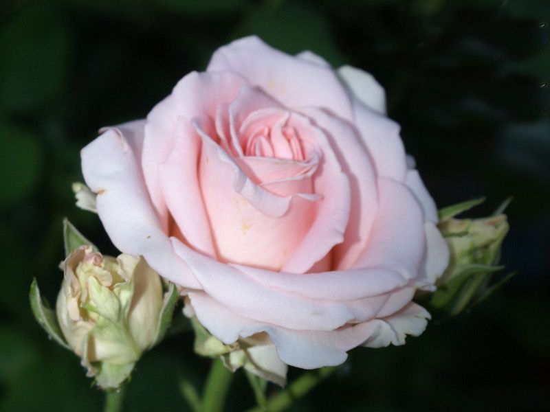 Саженец чайно-гибридной розы Фламинго
