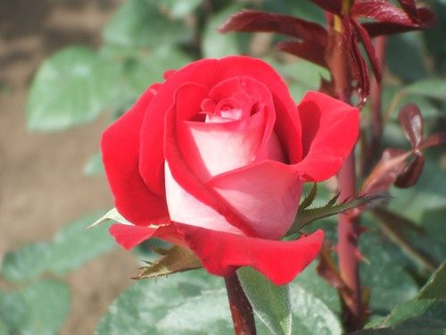 Саженец чайно-гибридной розы Латин Леди