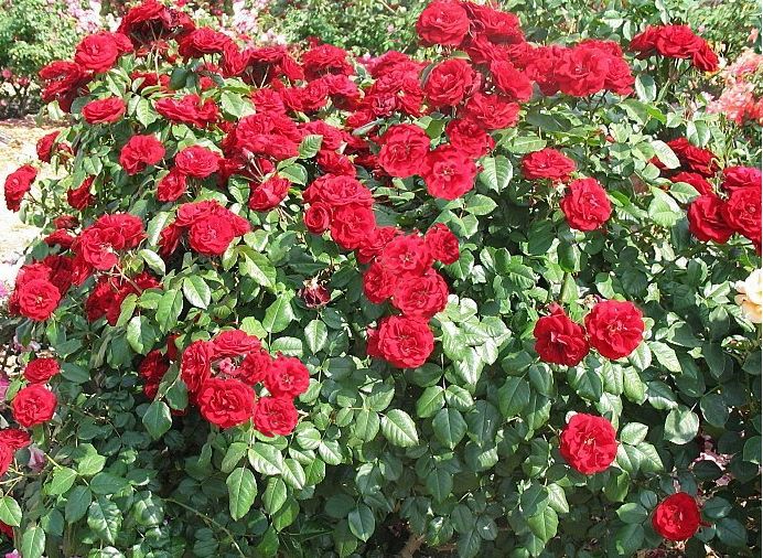 Саженец розы флорибунды Лаваглут