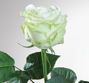 Саженец чайно-гибридной розы Маруся