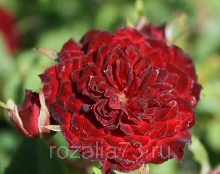 Саженец  почвопокровной розы Рэд Каскад
