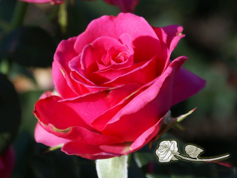 Саженец чайно-гибридной розы Шокинг Версилия