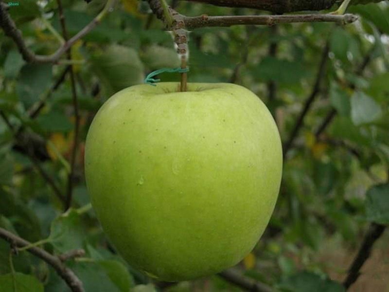 Саженец яблони Криспин