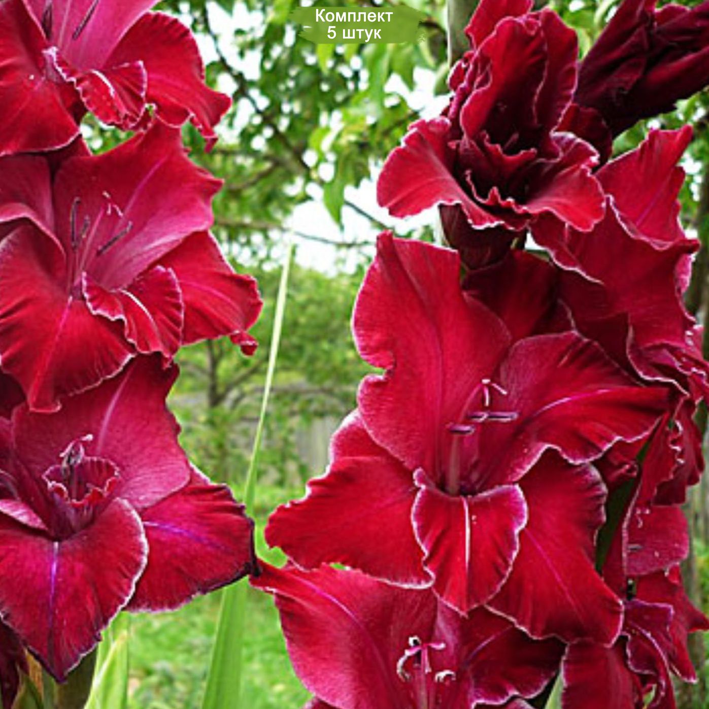 Гладиолусы сорта фото описание. Гладиолус Baccara. Гладиолус баккара Baccara. Гладиолус Блэк энд Уайт. Гладиолус баккара крупноцветковый.