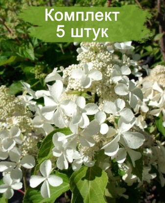 Саженцы гортензии метельчатой Левана (Levana) -  5 шт.