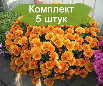 Саженцы хризантемы мультифлора Молфетта Оранж (Molfetta Orange) (Оранжевая ) -  5 шт.