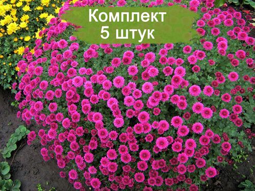 Комплект 5шт
 / Хризантема Проксима (Мультифлора/Сиреневая): фото и описание