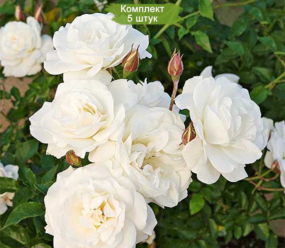 Саженцы полиантовой розы Диадэм Уайт (Diadem White) -  5 шт.