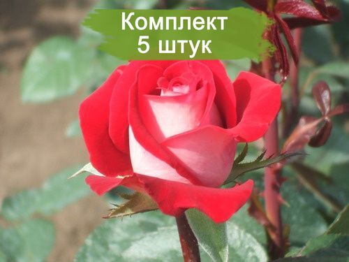 Саженцы чайно-гибридной розы Латин Леди (Latin Lady) -  5 шт.