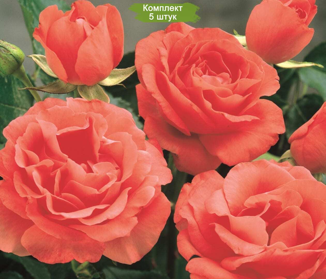Саженцы кустовой розы Мармалад Скайс (Marmalade Skies) -  5 шт.
