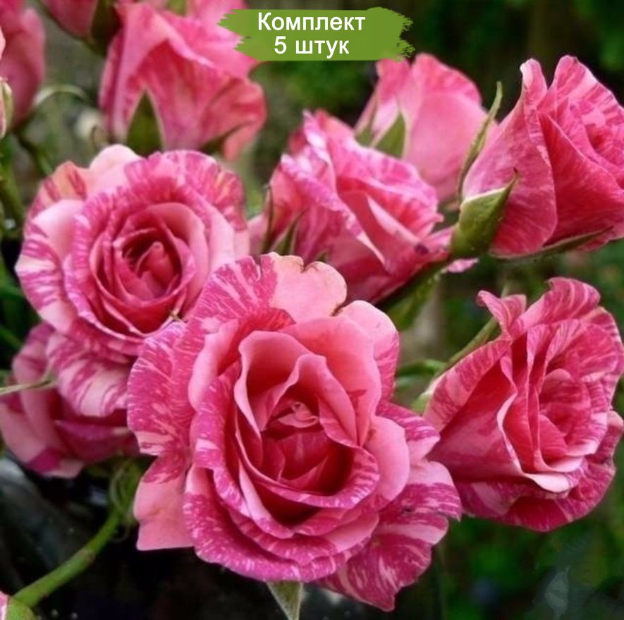 Саженцы спрей розы Пинк флеш (Pink Flash) -  5 шт.