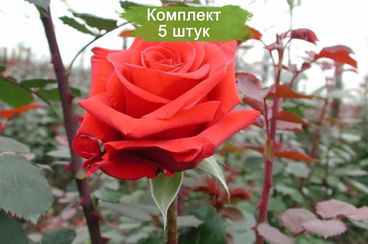 Саженцы чайно-гибридной розы Ред берлин (Red Berlin) -  5 шт.