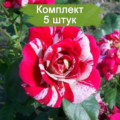 Саженцы плетистой розы Твист (Twist) -  5 шт.