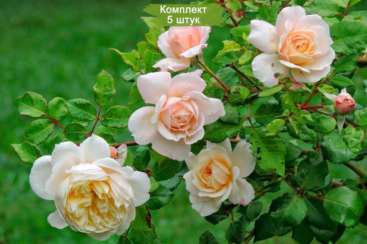 Саженцы шраб розы Зорба (Zorba) -  5 шт.