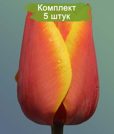 Луковицы тюльпана Эд Рем (Ad Rem) -  5 шт.