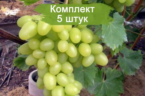 Саженцы винограда Белый Великан (Ранний/Белый) -  5 шт.