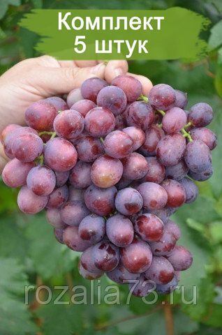 Саженцы винограда Лада (Ранний/Розовый) -  5 шт.