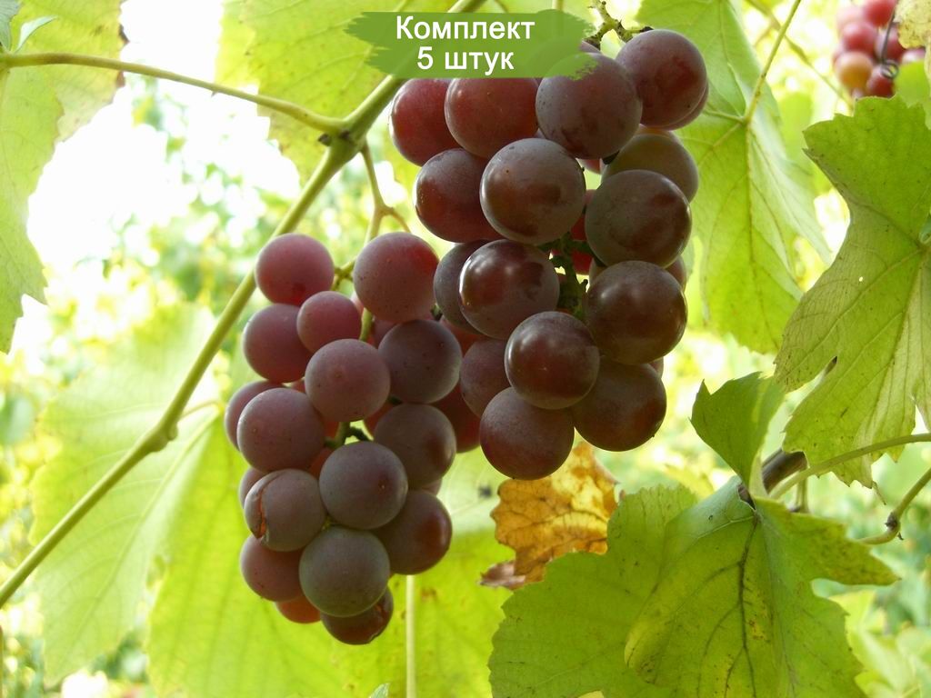 Саженцы винограда Лидия (Средний/Красный) -  5 шт.