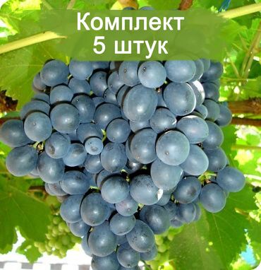 Саженцы винограда Муромец (Ранний/Черный) -  5 шт.