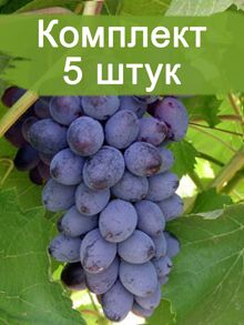 Саженцы винограда Юпитер - Кишмиш (Ранний/Фиолетовый) -  5 шт.