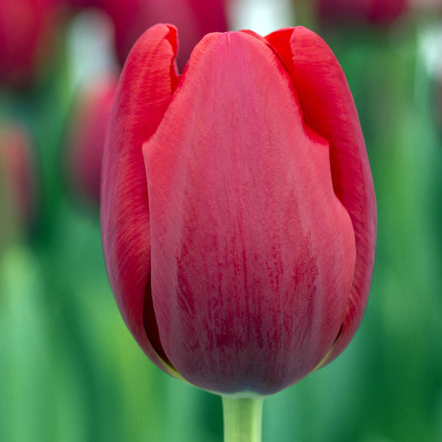 Тюльпан Red Baron: фото и описание