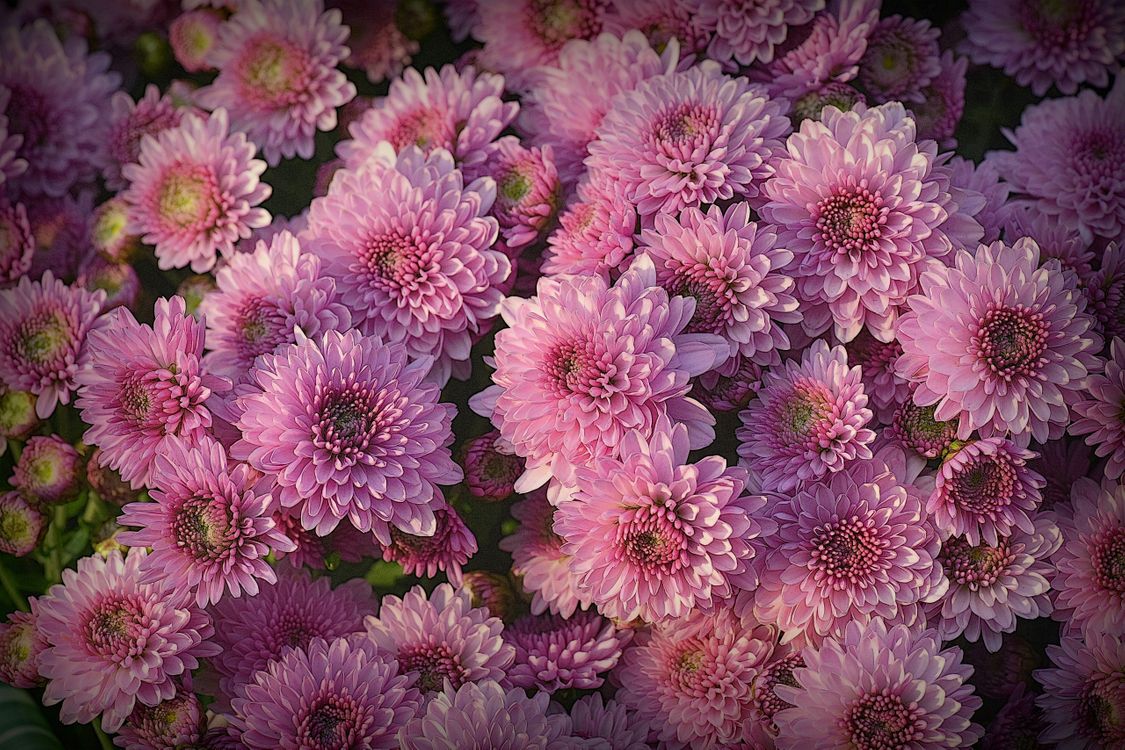 Саженец хризантемы мультифлора Фонтайн Крем (Нежно-розовая )