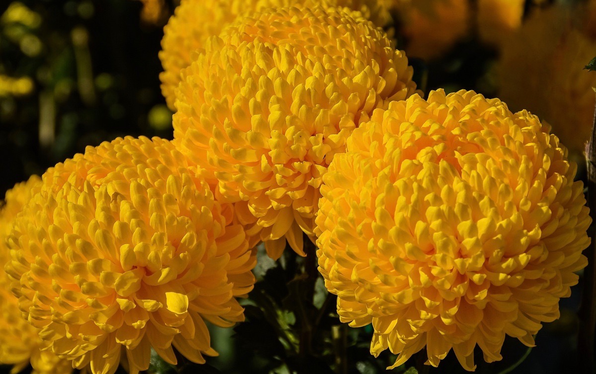 Саженец хризантемы мультифлора Хало (Желтая )