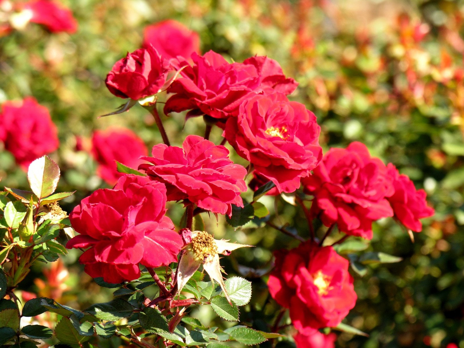 Саженец розы кустовой Эльмшорн (Elmshorn)